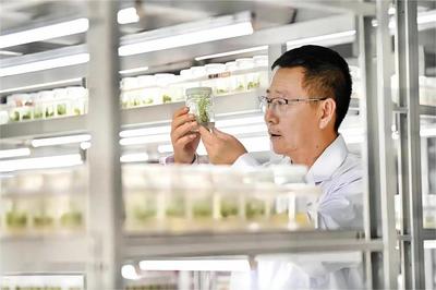 沣西新城加快“科学家+工程师”队伍建设，为农业科学研究和试验发展注入新活力