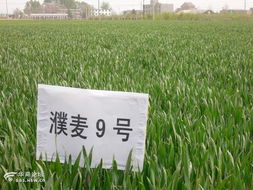 咸阳市农业科学研究院试验田剪影 农业科学研究和试验发展的实践与探索