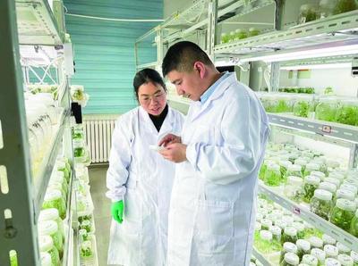 一粒小薯种的澎湃生命力——解码“青薯9号”的“进阶之路”