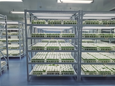 科创赋能 提升百合“芯”动力——兰州市科技局加强种质资源保护引领产业高质量发展