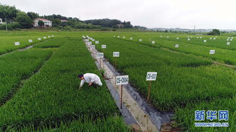 从实验室到田间 重金属污染耕地修复治理的科研实践与未来发展