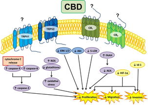 农业科研视角下CBD油抗癌潜力的最新研究进展