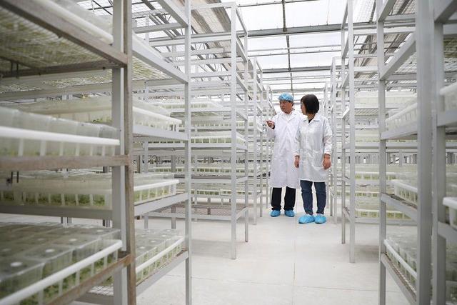 小土豆，大突破 马铃薯种业高质量发展观察