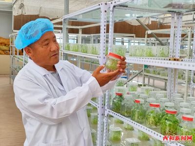 凝神谋发展 实干兴陇原——“三抓三促”行动专题报道 | 西和 民乐种业 实业兴农 以科研创新驱动农业现代化