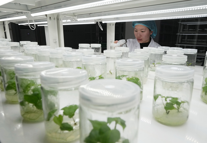 河北卢龙:甘薯苗扩繁忙 助力农业科技创新发展